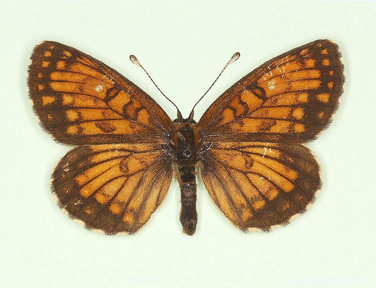 Melitaea athalia male (aberrant form nov) (Internet Image property of respective owner, non-commercial use only)